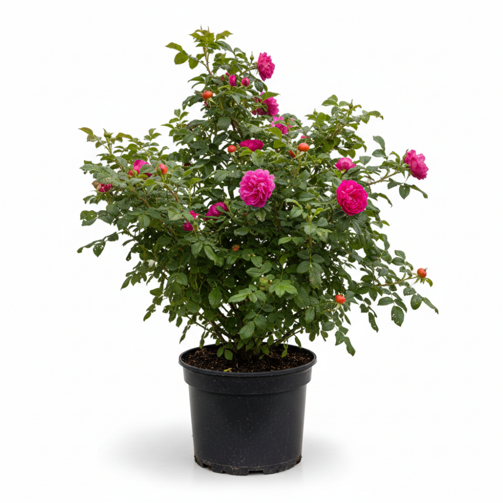 Rosa rugosa 1