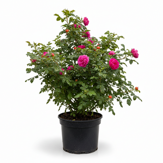 40-60 cm - 2 Liter Topf