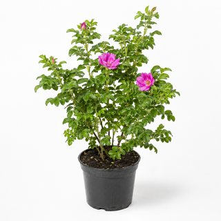 40-60 cm - 2 Liter Topf