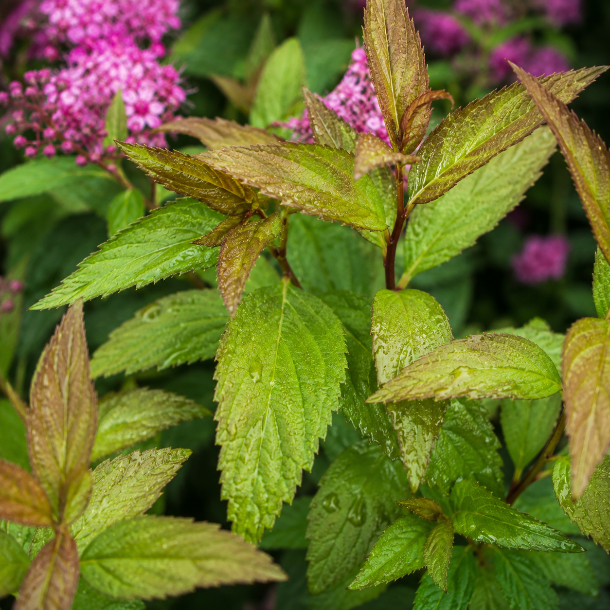 Spiraeajaponica_AnthonyWaterer_Blaetter