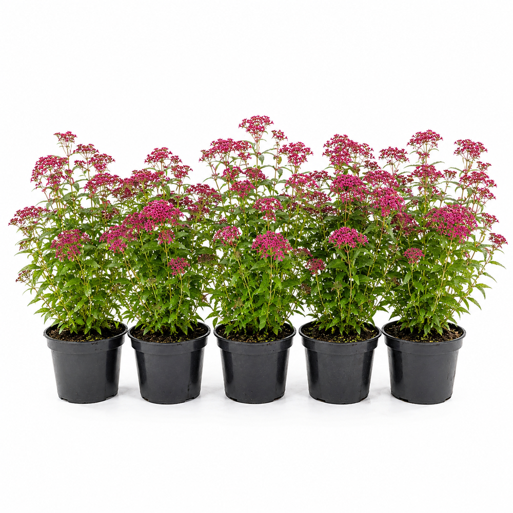 Spiraeajaponica_AnthonyWaterer_HeckeGruppe