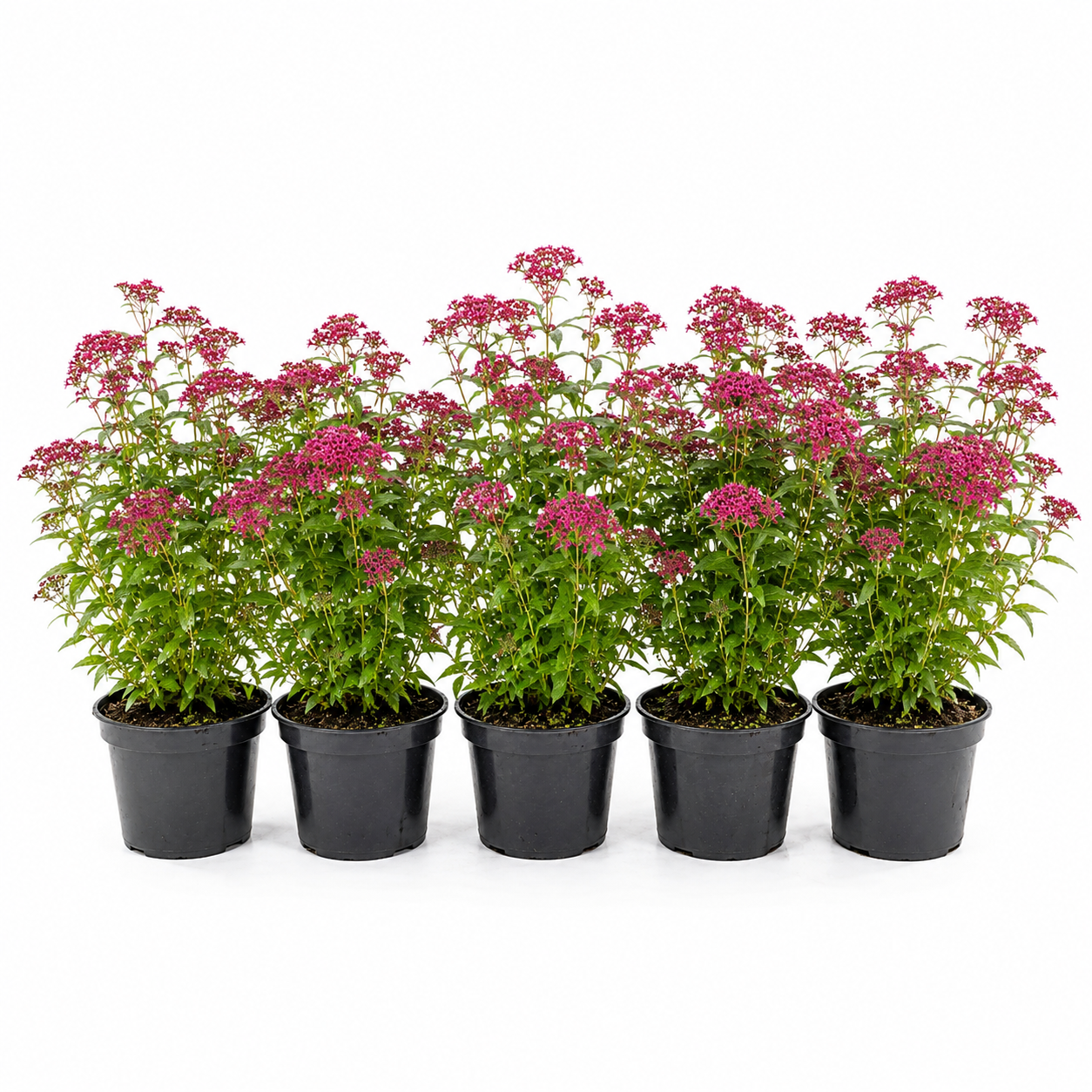 Spiraeajaponica_AnthonyWaterer_HeckeGruppe