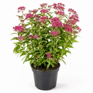 40-60 cm - 2 Liter Topf