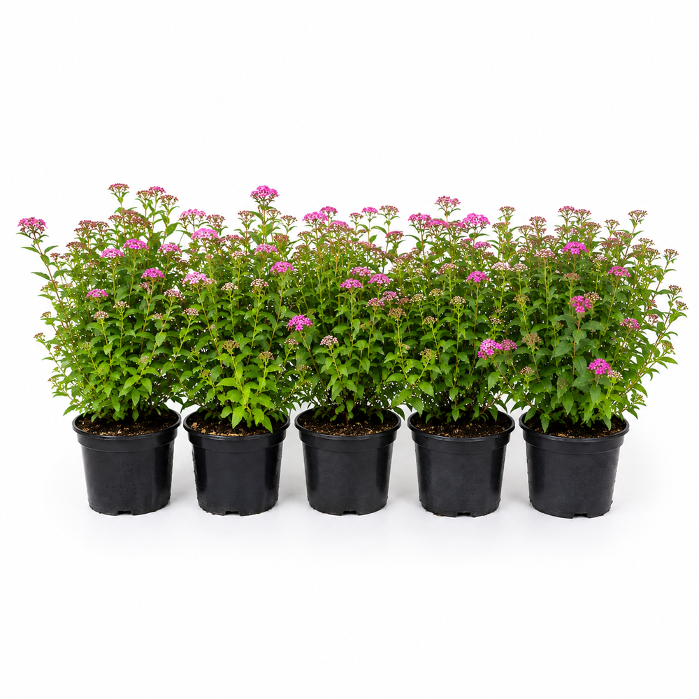 Spiraeajaponica_Genpei_HeckeGruppe