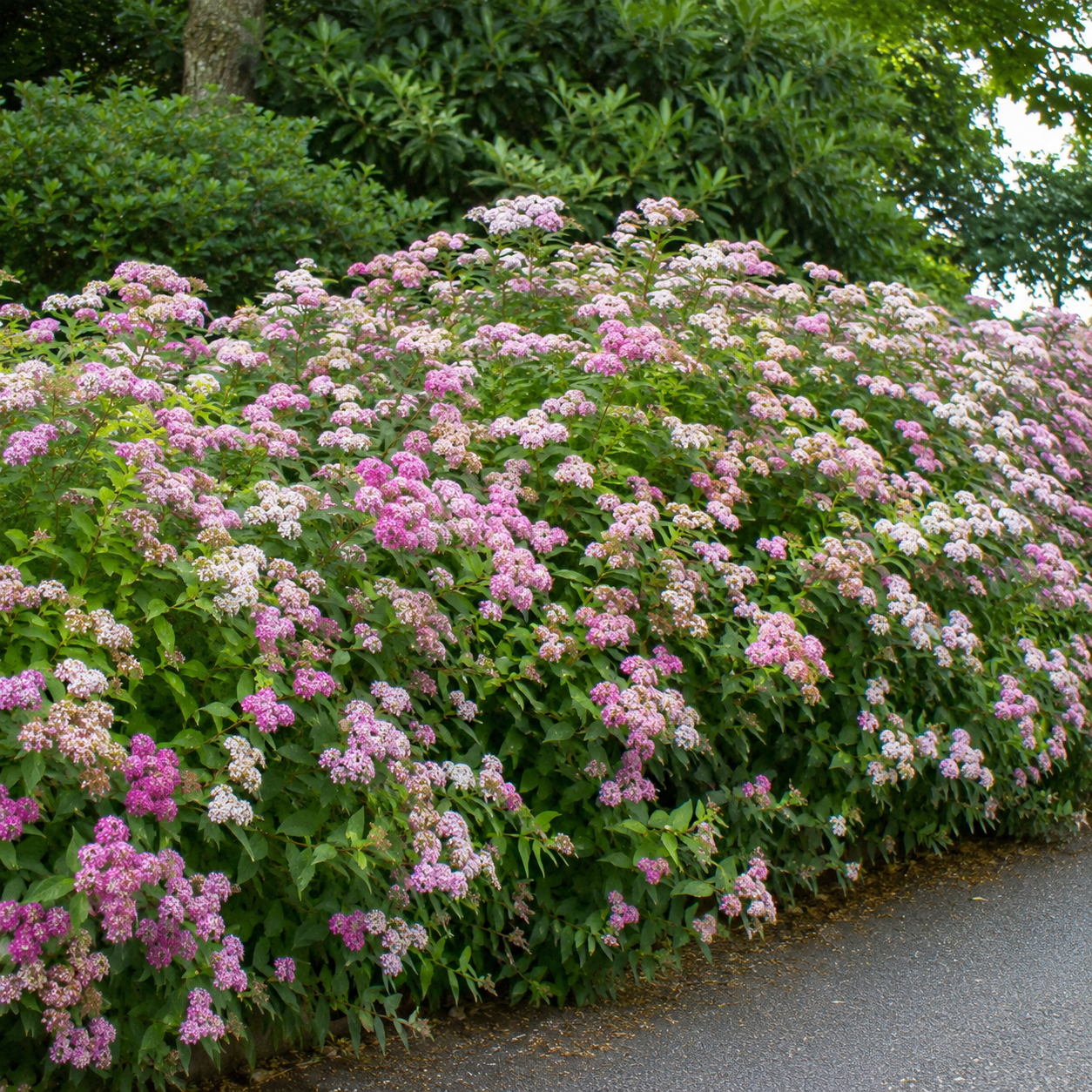 Spiraeajaponica_Genpei_alteHecke