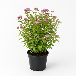 40-60 cm - 2 Liter Topf