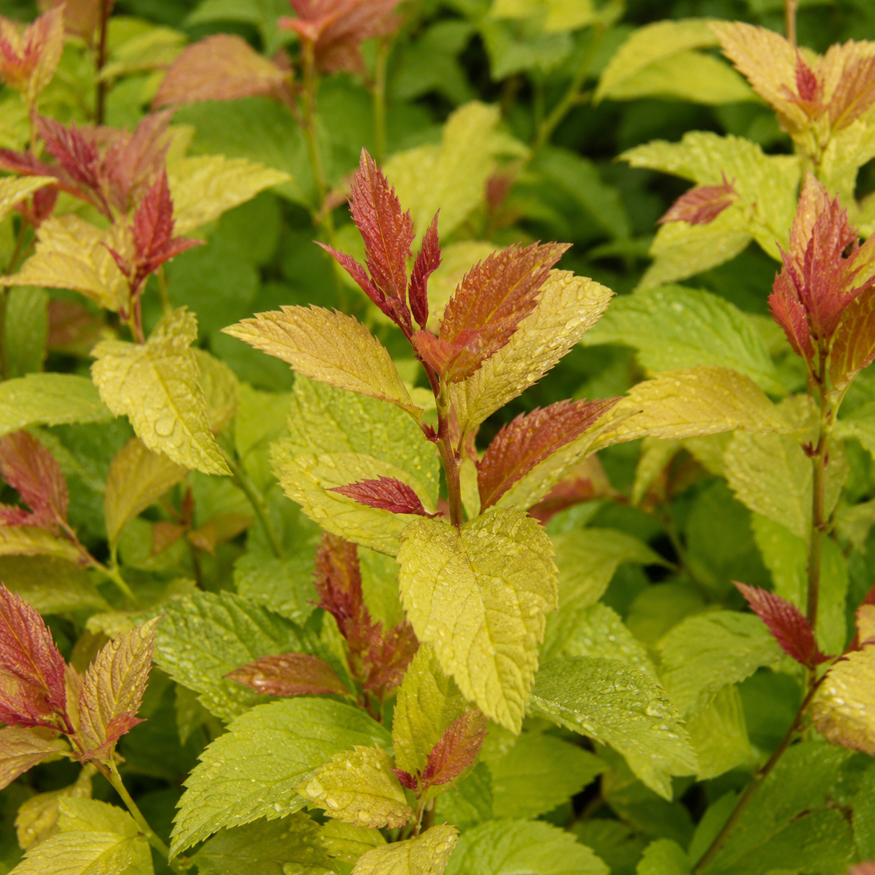 Spiraeajaponica_Goldflame_Blaetter