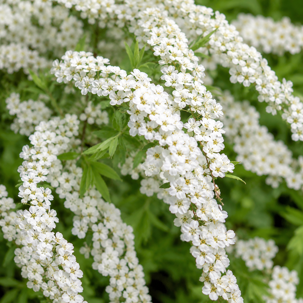 Spiraeaxcinerea_Grefsheim_Blueten