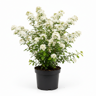40-60 cm - 2 Liter Topf