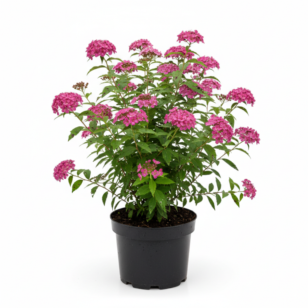 Spirea japonica Anthony Waterer 1