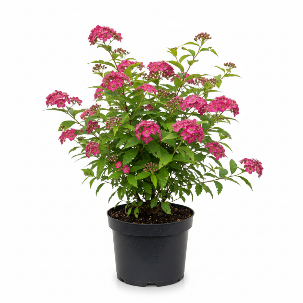 Spirea japonica Anthony Waterer 2