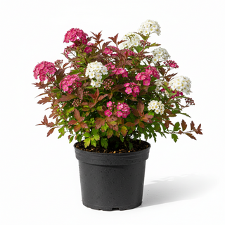 40-60 cm - 2 Liter Topf