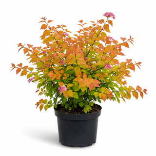 40-60 cm - 2 Liter Topf
