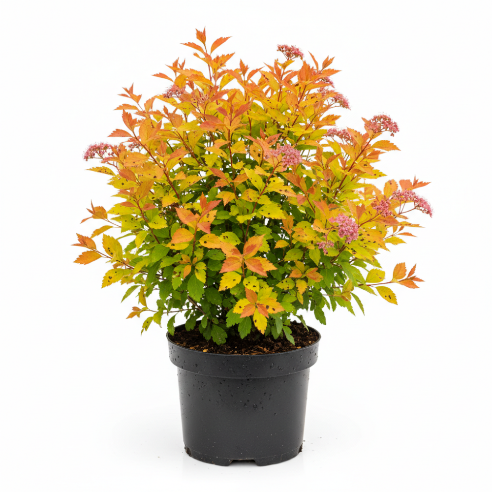 Spirea japonica Goldflame 2