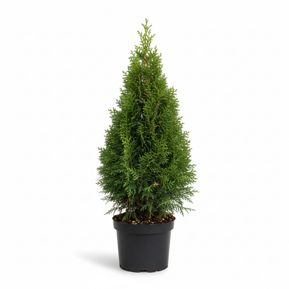 Thuja occienthalis smaragd 1