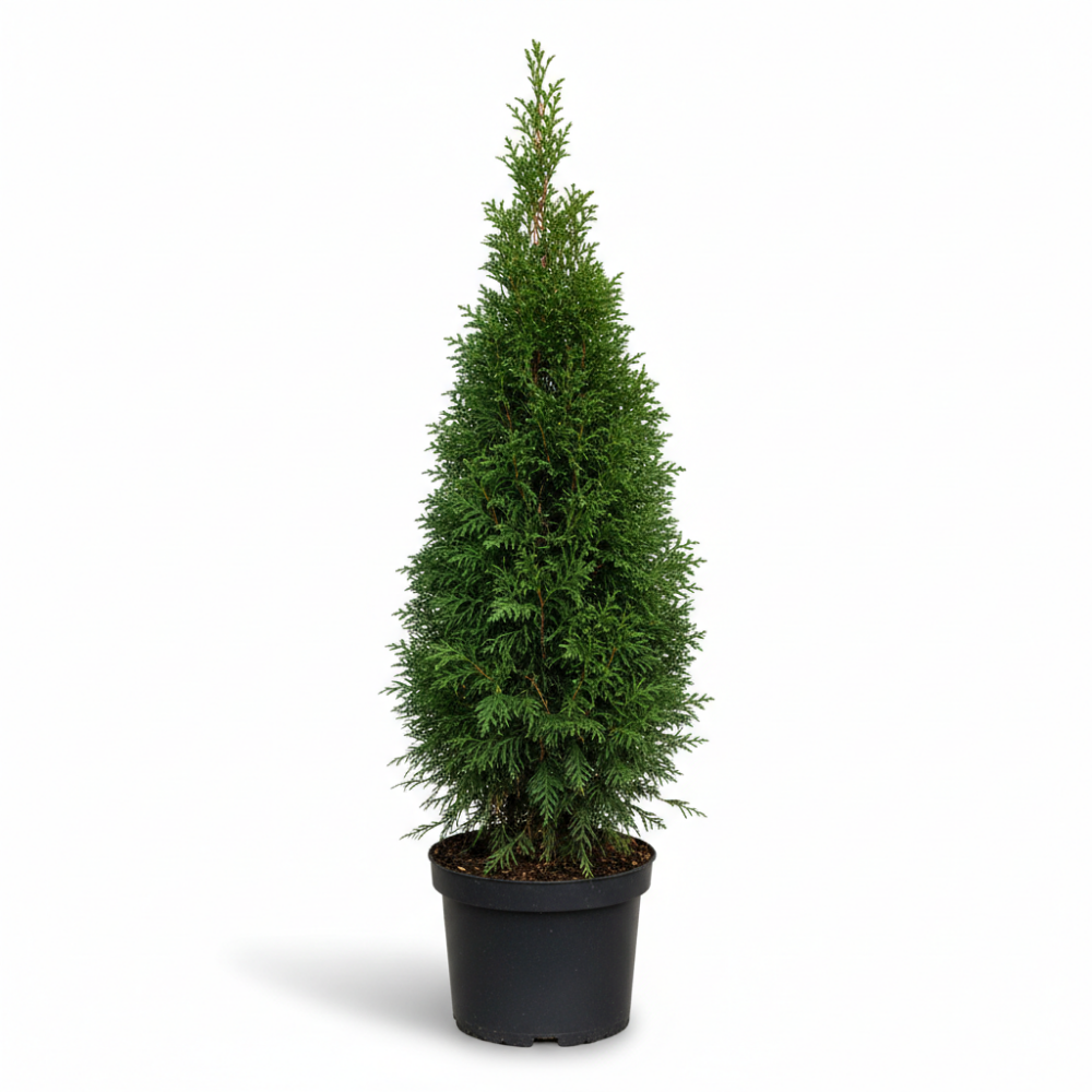 Thuja occienthalis smaragd 2