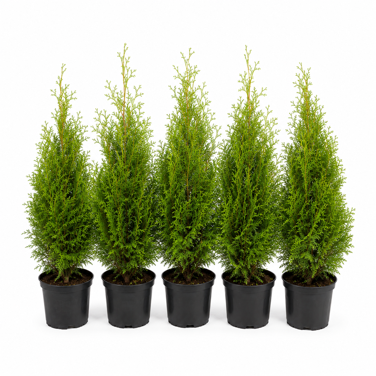 Thuja occidentalis Brabant Gruppe
