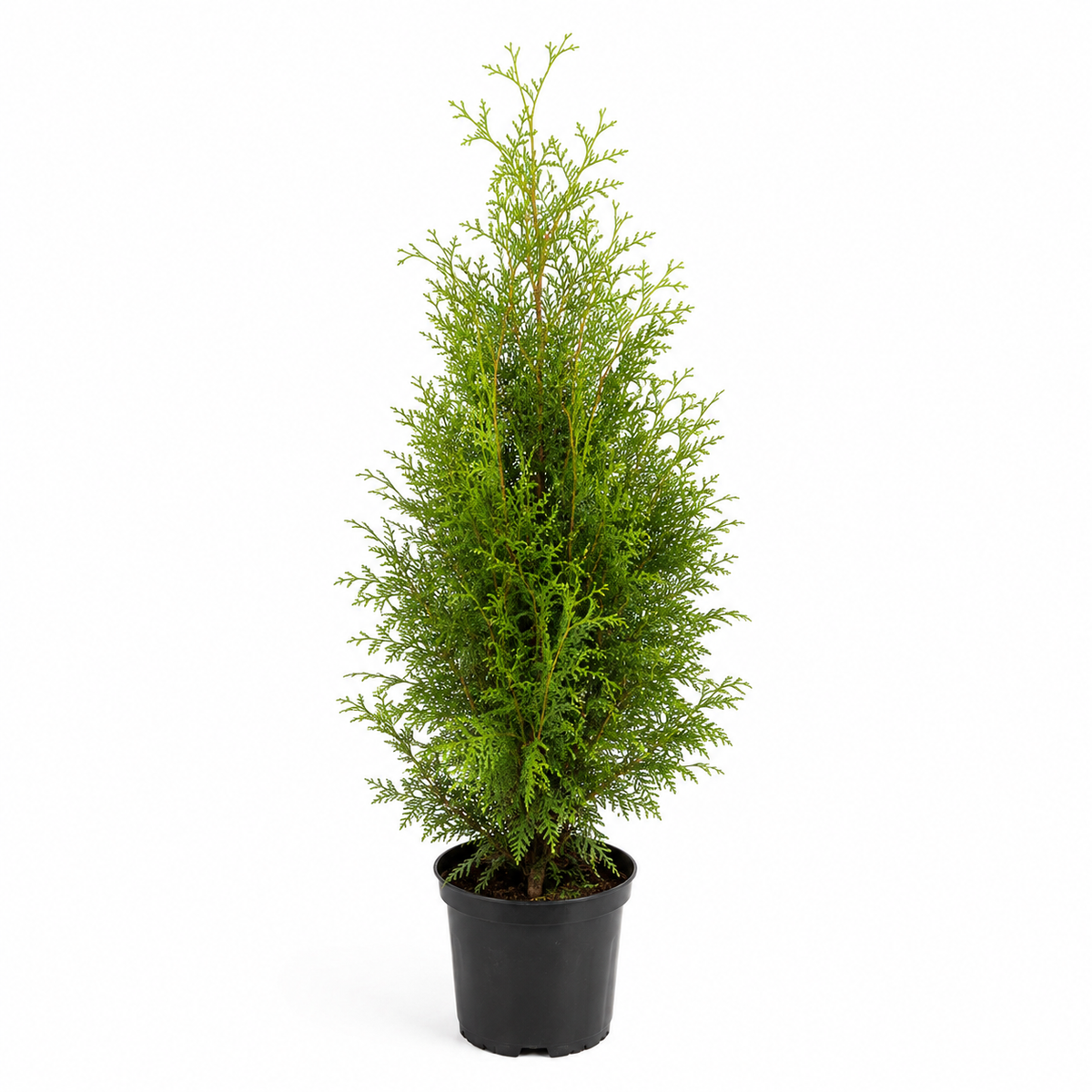 Thuja occidentalis Brabant freigestellt