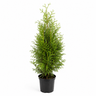 40-60 cm - 2 Liter Topf