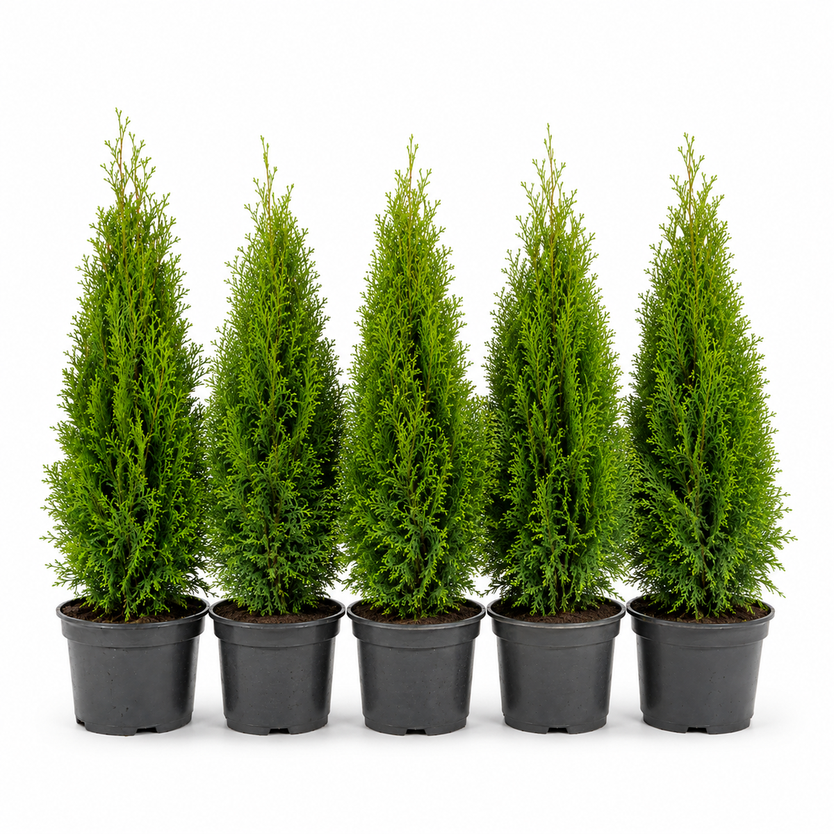 Thuja occidentalis smaragd Gruppe