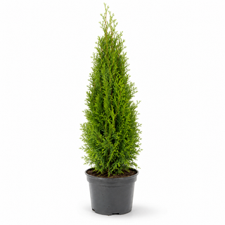 40-60 cm - 2 Liter Topf