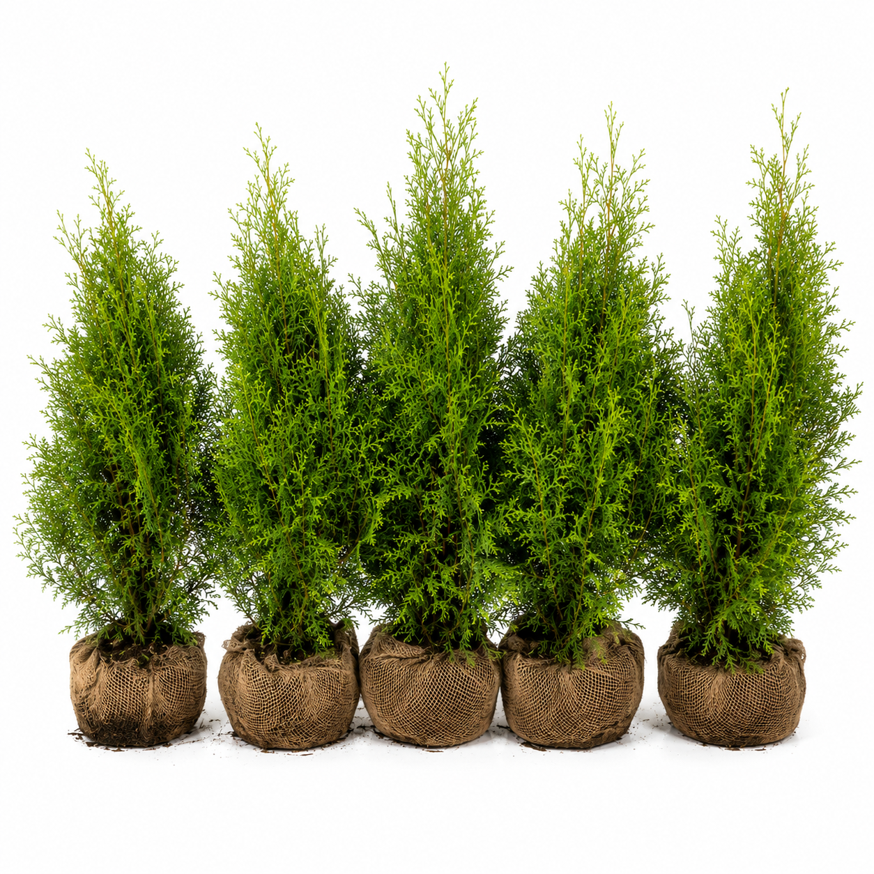 Thujaoccidentalis_Brabant_HeckeGruppe