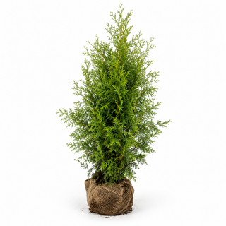 40-60 cm - 2 Liter Topf