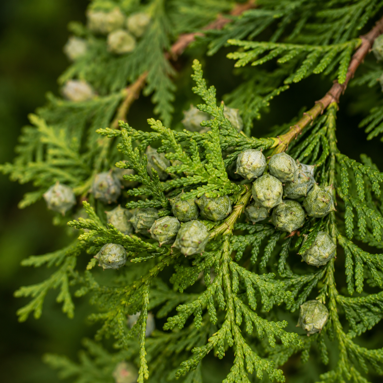 Thujaoccidentalis_Smaragd_Frucht