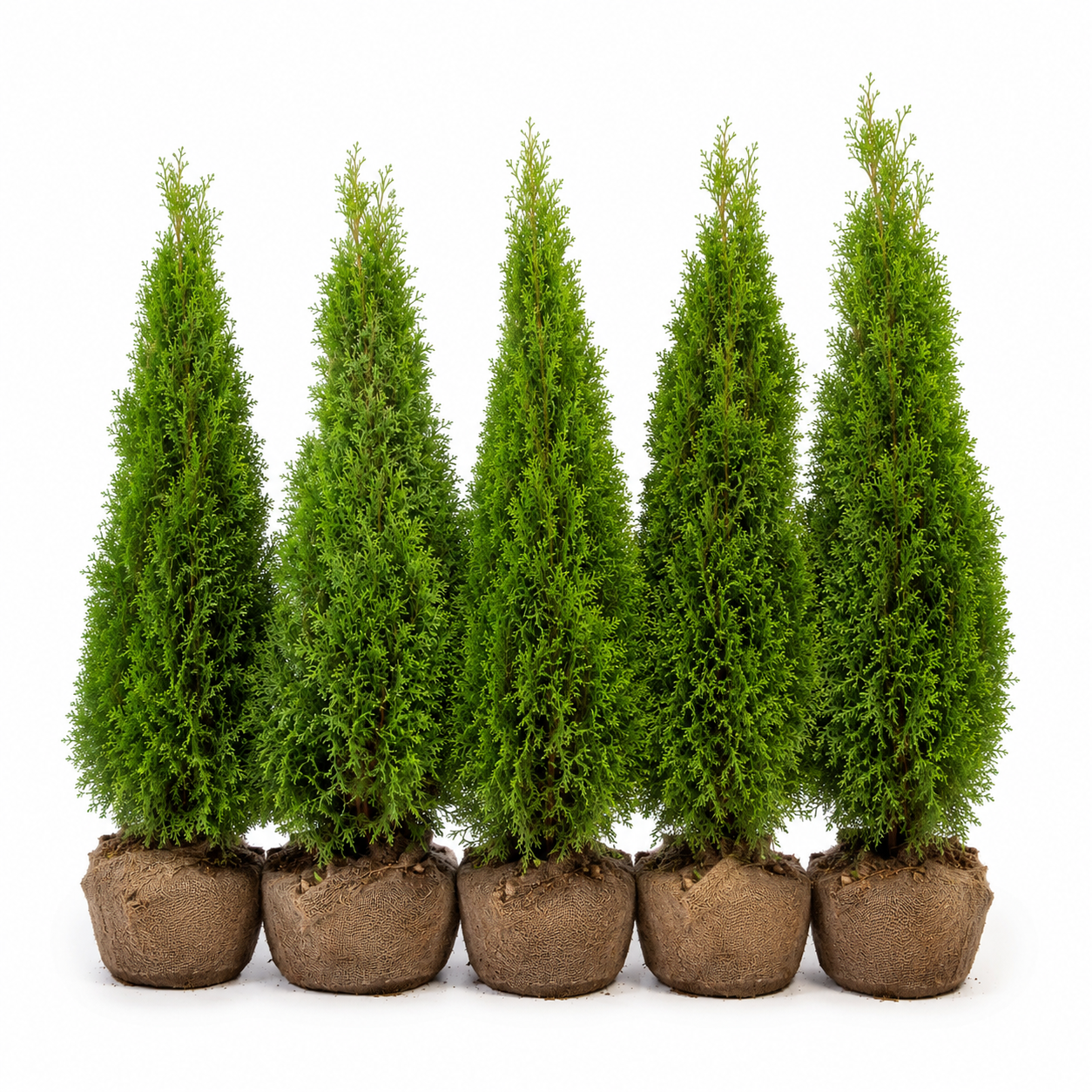 Thujaoccidentalis_Smaragd_HeckeGruppe