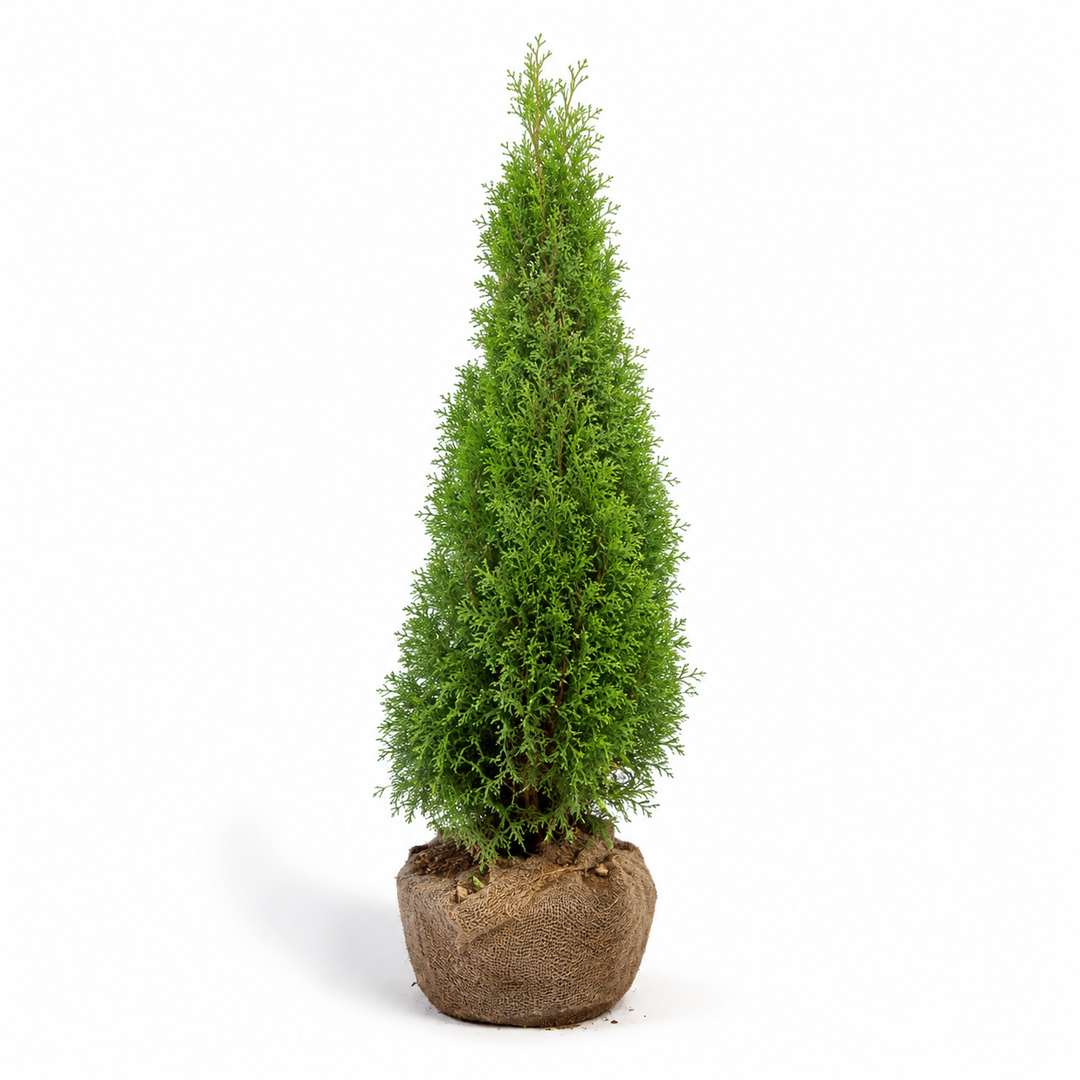 Thujaoccidentalis_Smaragd_freigestellt
