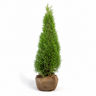 40-60 cm - 2 Liter Topf