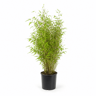 60-80 cm - 5 Liter Topf