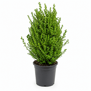 40-60 cm - 2 Liter Topf
