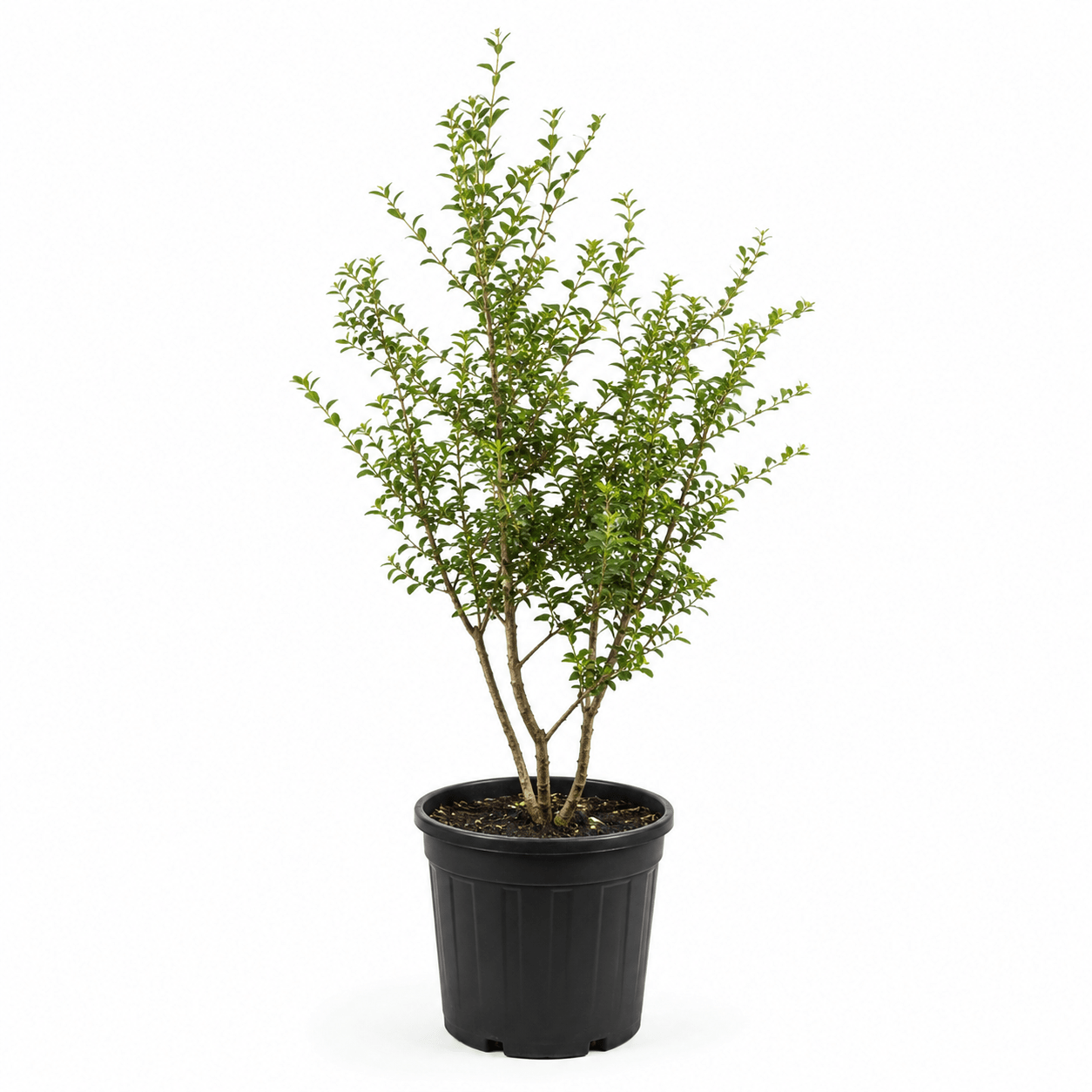 Duftblüte - Heckenmeister
