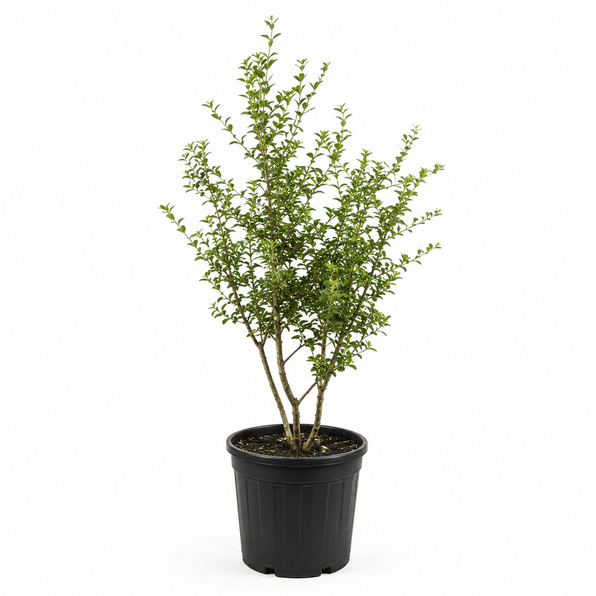 Duftblüte - Heckenmeister
