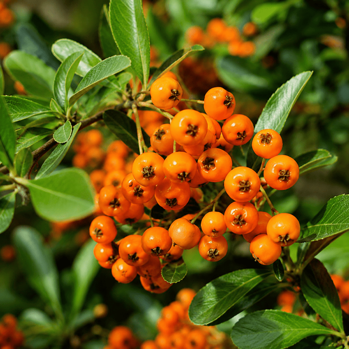 Feuerdorn - Orange glow - Heckenmeister