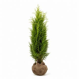 40-60 cm - 2 Liter Topf