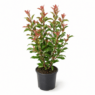 50-70 cm - 5 Liter Topf