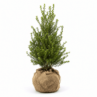 40-60 cm - 2 Liter Topf