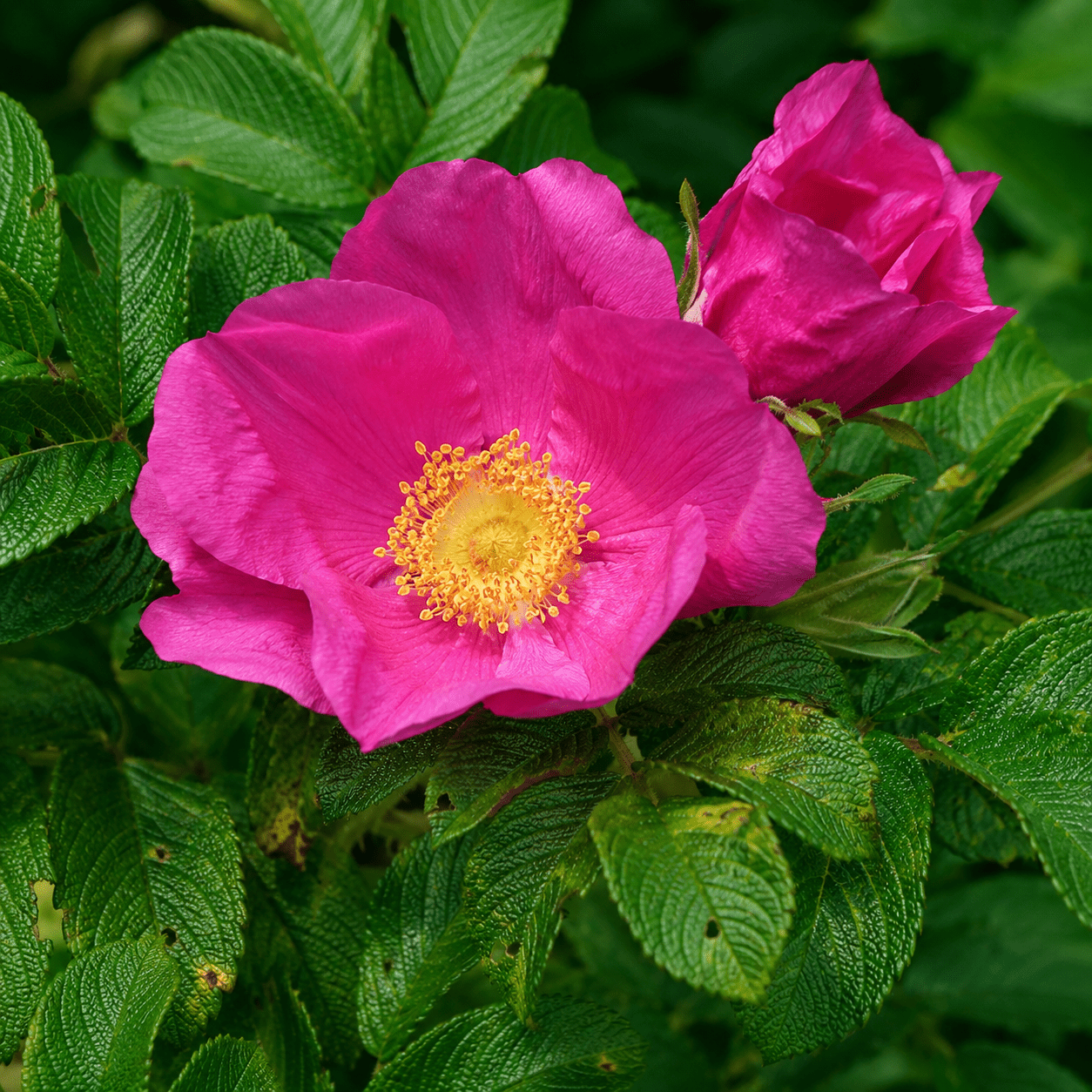 Kartoffelrose - Heckenmeister