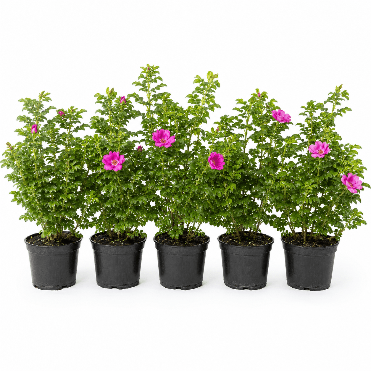 Kartoffelrose - Heckenmeister