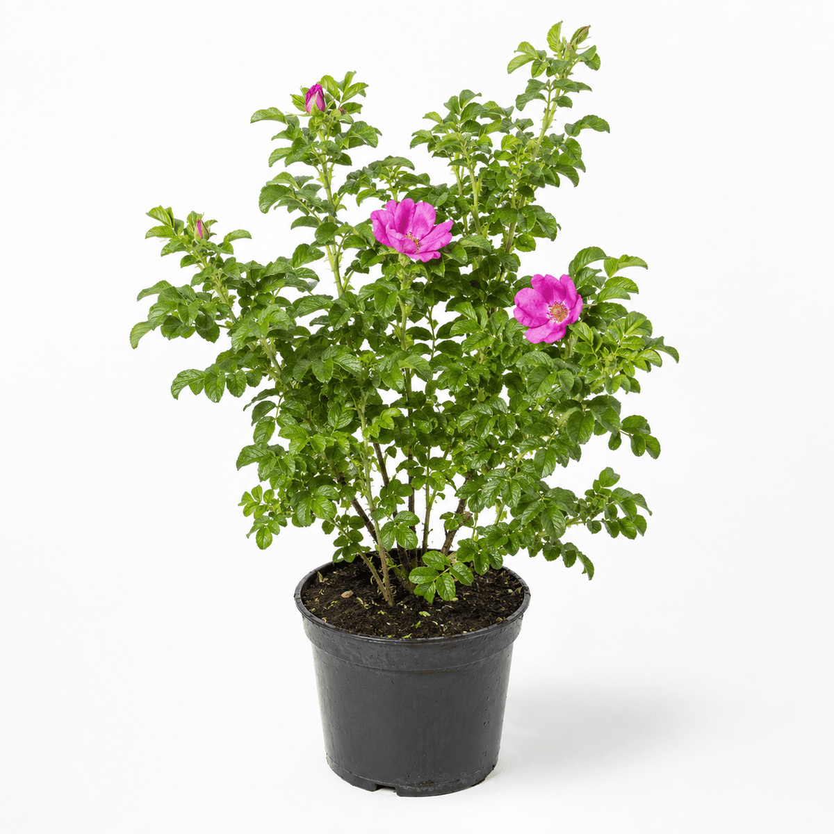 Kartoffelrose - Heckenmeister