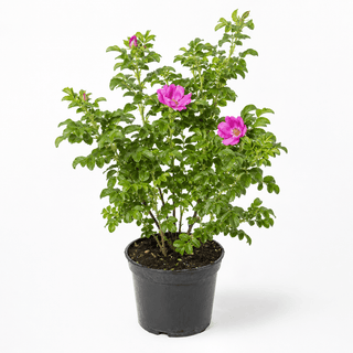 Weiße Blüte (alba) - 40-60 cm - 4,6 Liter Topf