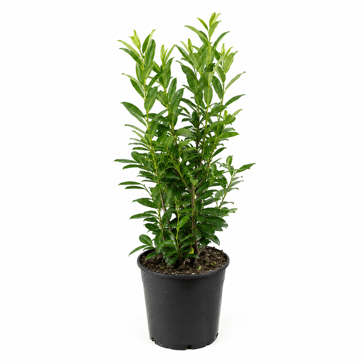 Kirschlorbeer - Caucasica - Heckenmeister