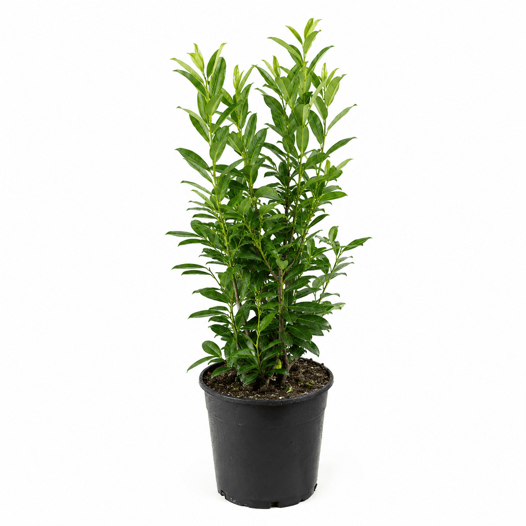 Kirschlorbeer - Caucasica - Heckenmeister