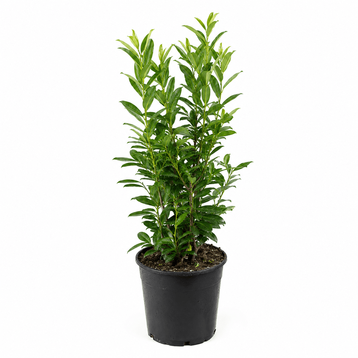 Kirschlorbeer - Caucasica - Heckenmeister