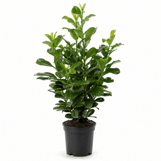 50-60 cm - 5 Liter Topf