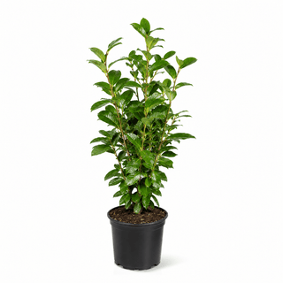 40-60 cm - 2 Liter Topf