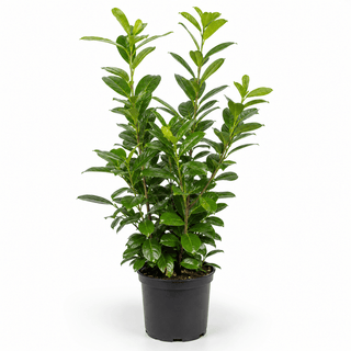 40-60 cm - 3 Liter Topf