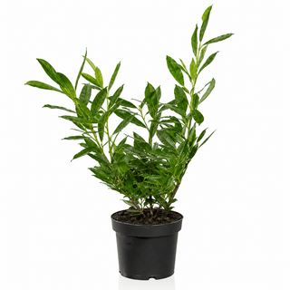 40-60 cm - 2 Liter Topf